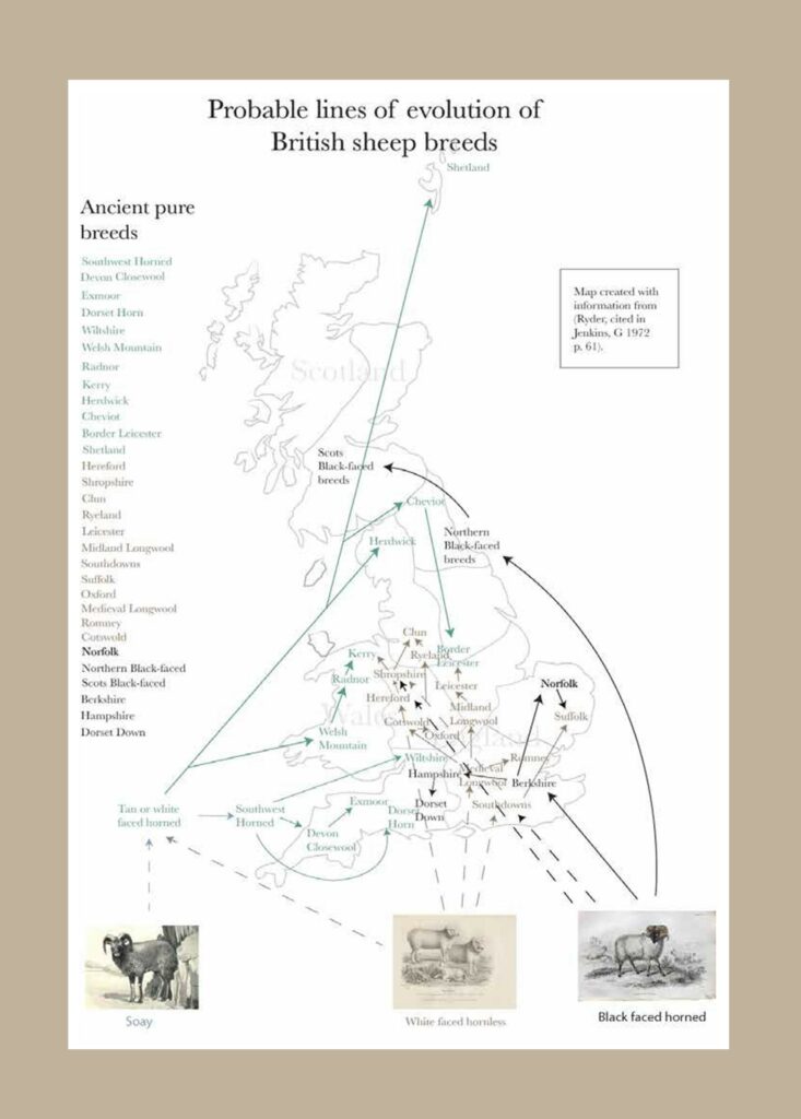 Probable lines of evolution of British sheep breeds