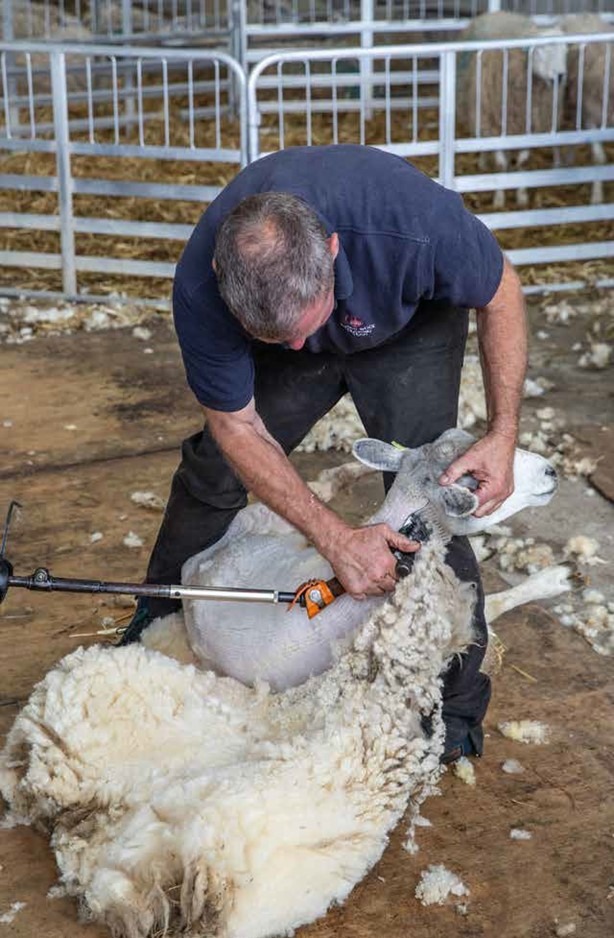 sheep shearing with electric shears