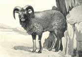Soay sheepin ancient Rome