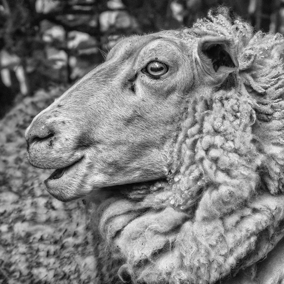 Black and white photograph of a British Milk sheep